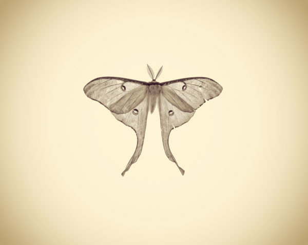 Joshua White, Luna Moth, Actias Luna, 2015. Cell phone capture, archival digital print, 4¼ x 4¼ inches. Courtesy of the artist