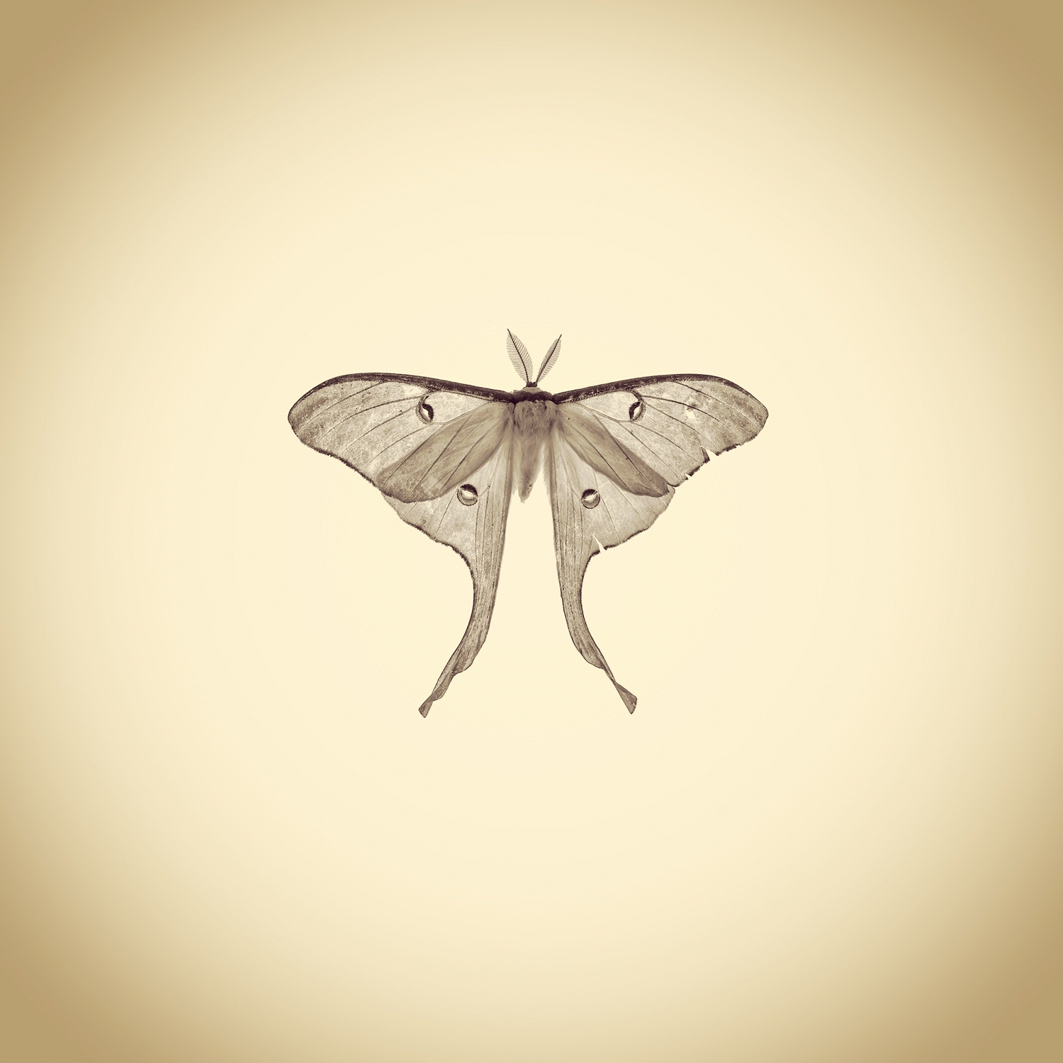 Joshua White, Luna Moth, Actias Luna, 2015. Cell phone capture, archival digital print, 4¼ x 4¼ inches. Courtesy of the artist